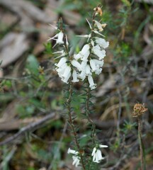 Epacris