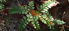 Adiantum capillus-veneris