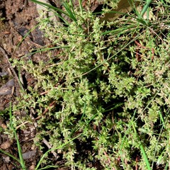 Crassula decumbens