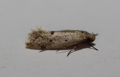 Atalopsis heniocha