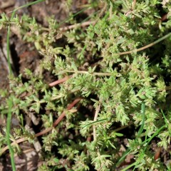 Crassula decumbens