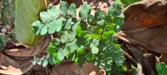 Adiantum capillus-veneris
