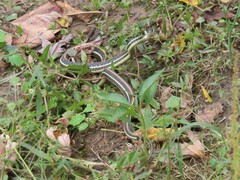 Thamnophis proximus proximus