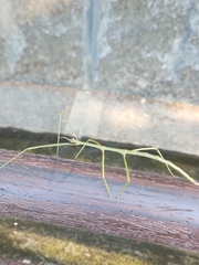Clitumninae