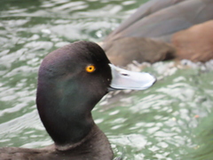 Aythya novaeseelandiae