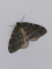 Operophterini