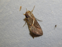 Vittaplusia vittata