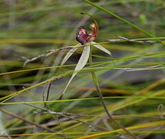 Caladenia australis