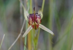 Caladenia australis