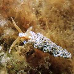 Baeolidia australis