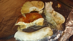 Russula maculata