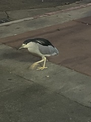 Nycticorax nycticorax
