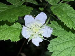 Rubus caesius
