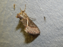 Vittaplusia vittata