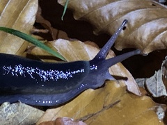 Limax cinereoniger
