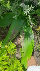 Brunsvigia orientalis