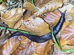 Limax cinereoniger