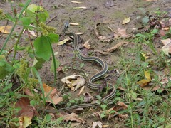 Thamnophis proximus proximus