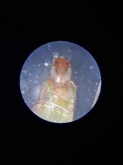 Empria