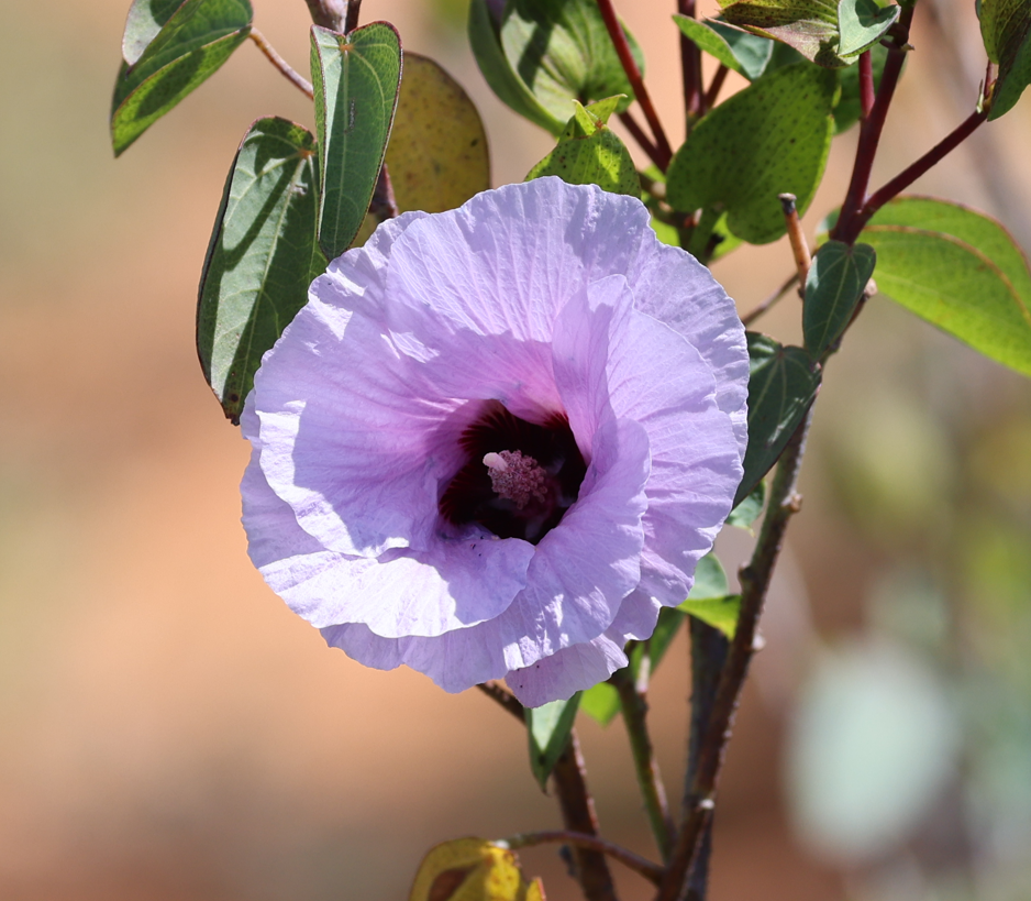 Sturt's desert rose