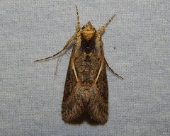 Vittaplusia vittata