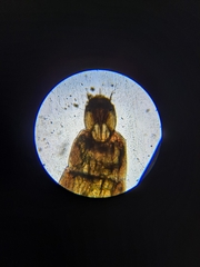 Empria