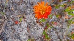 Lampranthus fergusoniae