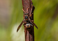 Polistes humilis humilis