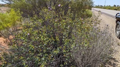 Gossypium sturtianum