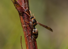 Polistes humilis humilis
