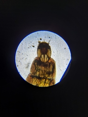 Empria