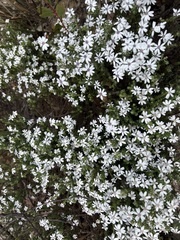 Olearia minor