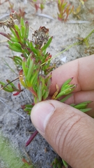 Lampranthus fergusoniae