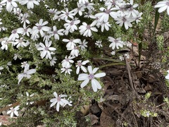 Olearia minor