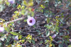 Gossypium sturtianum