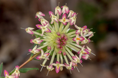 Pimelea linifolia