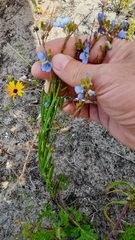 Heliophila linearis linearis