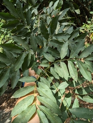 Sapindus mukorossi