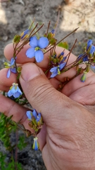 Heliophila linearis linearis
