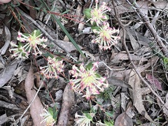 Pimelea linifolia