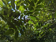Sapindus mukorossi