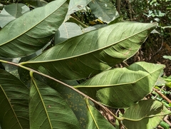 Sapindus mukorossi
