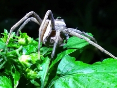 Dolomedes sulfureus