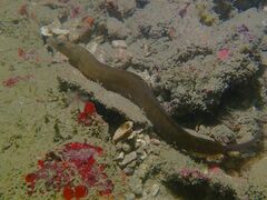 Congrogadus subducens