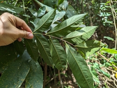 Sapindus mukorossi