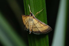 Cnaphalocrocis medinalis