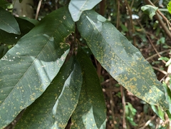 Sapindus mukorossi