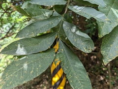 Sapindus mukorossi