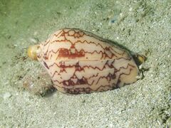 Cymbiola nobilis