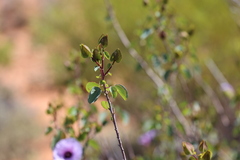 Gossypium sturtianum